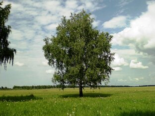 Дикая природа