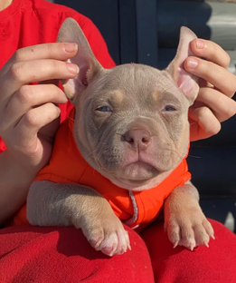 Американский Булли 