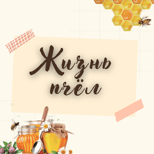 О жизни пчёл