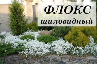 декоративные растения
