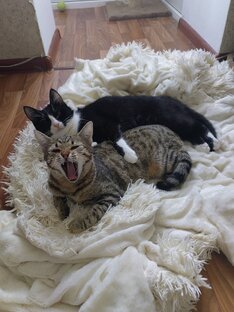 Котики