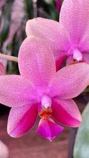 Уход и выращивание орхидей в домашних условиях 