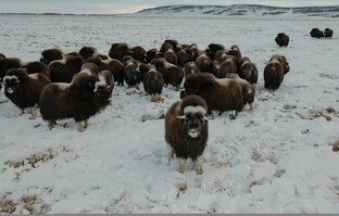 Ямальская фауна