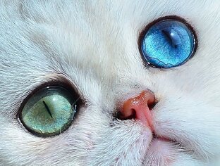 История ДГГ