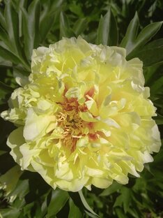 Пионы-японские, ИТО.