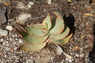 Суккуленты Южной Африки. Перевод книги.