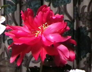 Высокий слог старинного романса