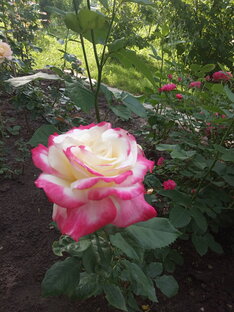 Цветочные Парады🌹