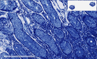Лекции. Гистология.