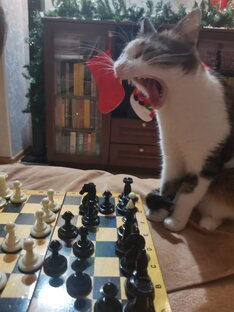 Кошка Ириска