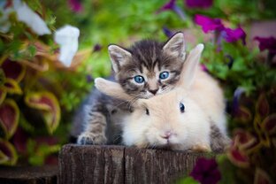 🐇🐈Сто зайчиков и котиков до нового года🐈🐇