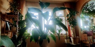 Спатифиллум