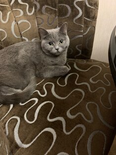 Всякая Всячина.