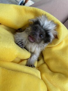 Невиданное существо 