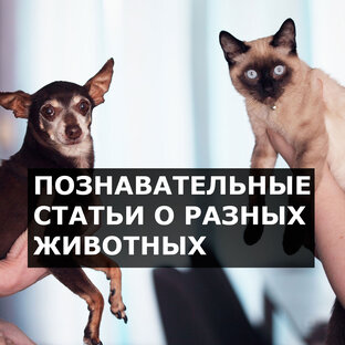 Познавательное о животных
