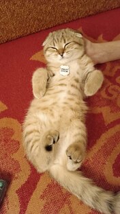 Сестрёнка завела котёнка.