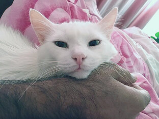 Усы, лапы и хвост — вот мои документы!