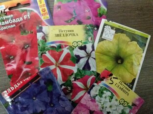 всё о петунии