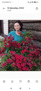 Шикарная петуния из семян 