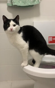  🐈‍⬛🚽 отчеты по горшку