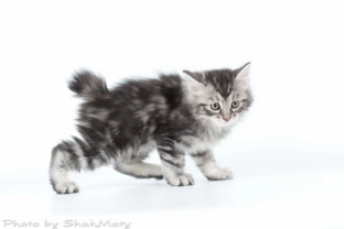 Василиск. История породистого кота