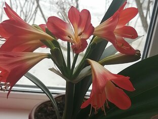 Кливия, фиалки и другие красивоцветущие