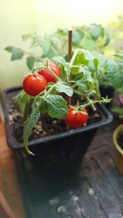 Помидоры, томаты 