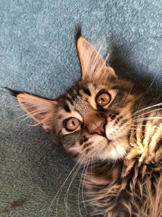 Говорит Урсула