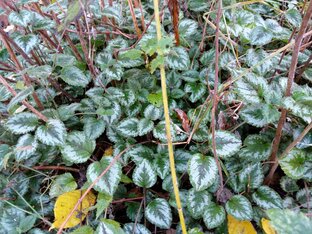 Растения Карелии