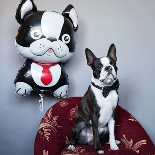 PRO собак и кошек