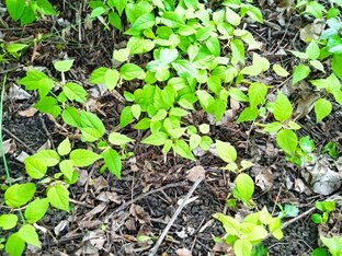 Дачное несчастье