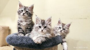 Котята в продаже