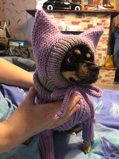 Как сидит на питомце 