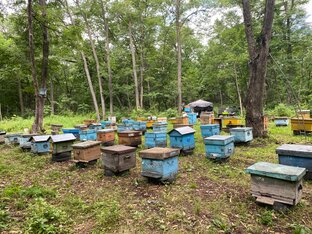 Наша пасека