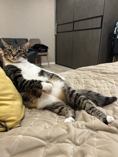 Царь зверей 🐈