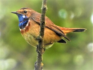 Птицы. Фото Видео Охота.