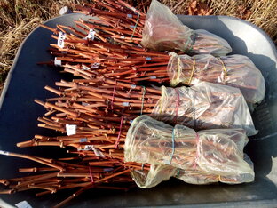 Вызревание лозы винограда. 