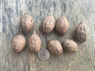 Орехоплодные культуры.