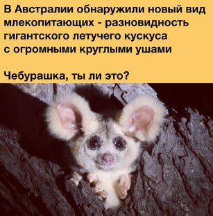 Найден Чебурашка 