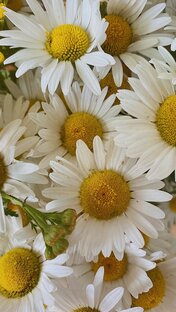 Летние комиксы