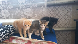 Три кота и лапочка кошка