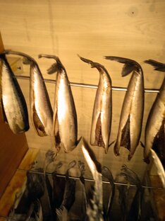 Провисная скумбрия. 