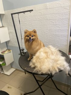 Экспресс линька 🐾