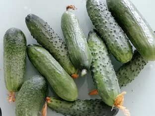Огурцы