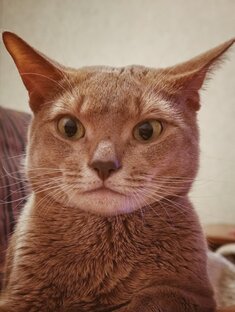 Переписка Кота и его хозяина 