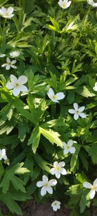 Цветы - Чудо Творения. 