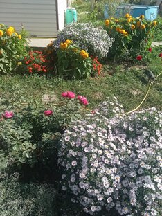 Цветники. 💐