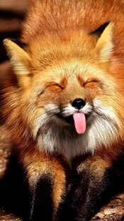 🦊 Шоу лисичек 🦊