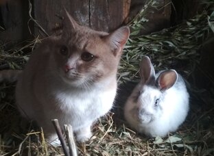 Жизнь в деревне