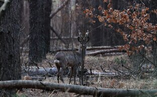 Косуля европейская